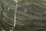 Polished Stromatolite (Kussiella) Slab - Billion Years #130628-1